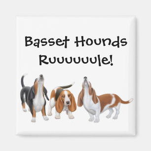 Bassethundar härskar magneten magnet