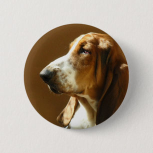 Bassethundfotoet knäppas knapp