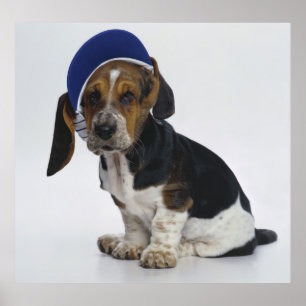 Bassethundvalp med visoren poster