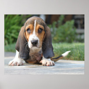 Bassethundvalp Poster