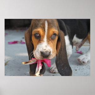 Bassethundvalp Poster