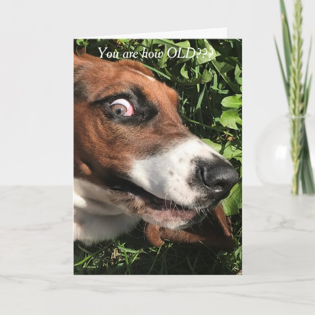 Bassett Hound Birthday Card Funny Kort (Framsida)