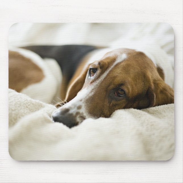 Bassetthund Musmatta (Framsidan)