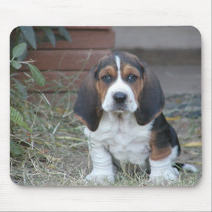 Bassetvalpmusen vadderar musmatta