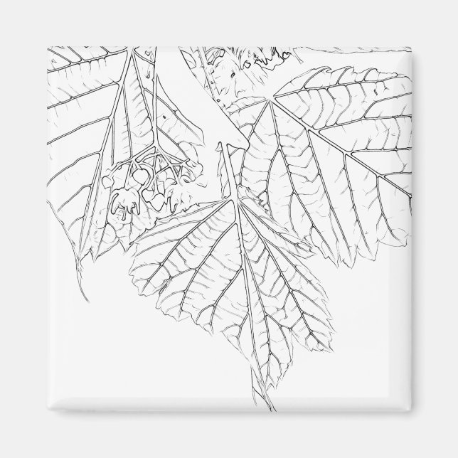Basswood Lövs Magnet (Framsidan)