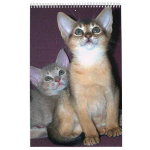 Bäst säljande! Abyssinian kattunge- & kattkalend Kalender