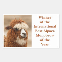 Bästa Alpaca Enbryn