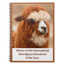 Bästa Alpaca Enbrynad