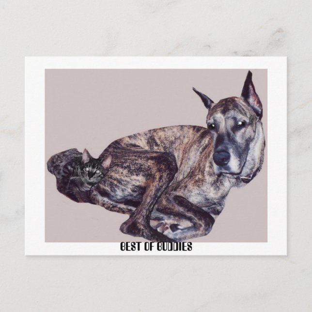 BÄSTA BUDDIER VYKORT (Framsida)