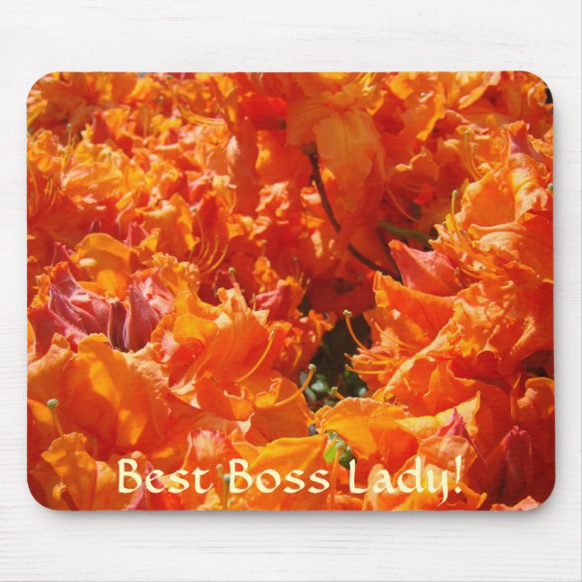 BÄSTA CHEF PRESENT Musmatta Azalea Rhododendron Ju (Framsidan)
