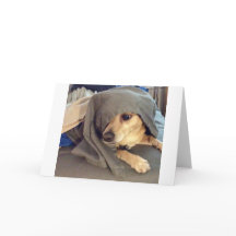 BÄSTA FRIEND från djurhärbärgen är en hälsning