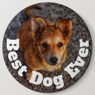 Bästa hund någonsin knapp