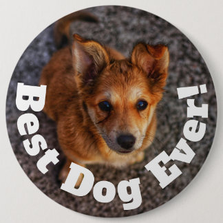 Bästa hund någonsin knapp