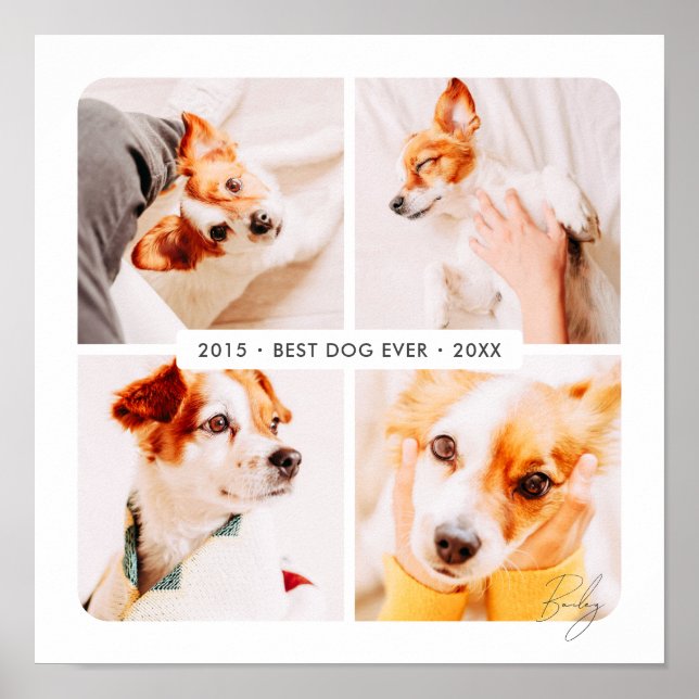 Bästa hund någonsin modern fotokollage för husdjur poster (Framsidan)