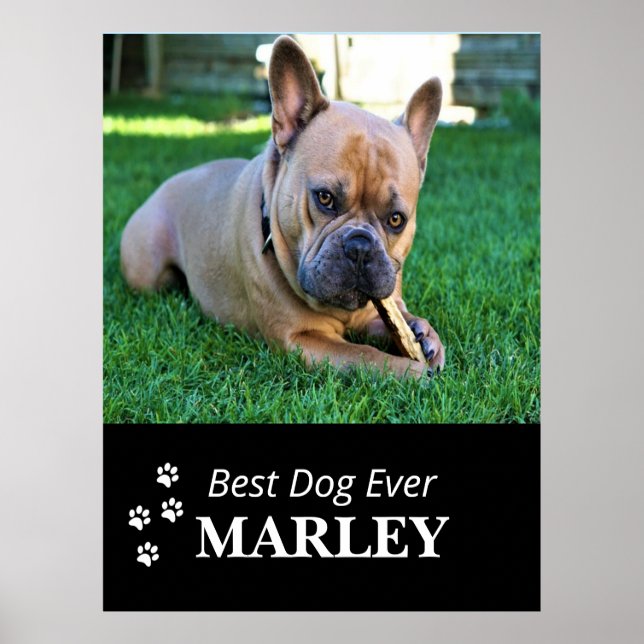Bästa Hund någonsin Poster (Framsidan)