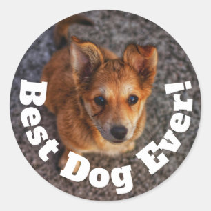 Bästa hund någonsin runt klistermärke