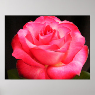 Bästa Rosa Poster