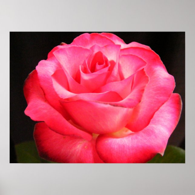 Bästa Rosa Poster (Framsidan)
