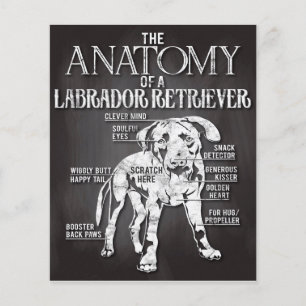 Bästa sättet att ge anatomin i en labradorestaurat flygblad