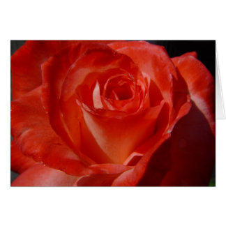 bästa skott 016 OBS kort