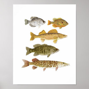 Bästa sötvattensgamefish poster