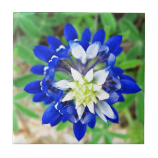 Bästa Texas Bluebonnet beskådar Kakelplatta