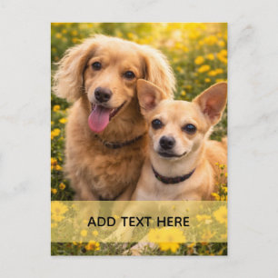Bästa vänner Dachshund och Chiweenie Vykort