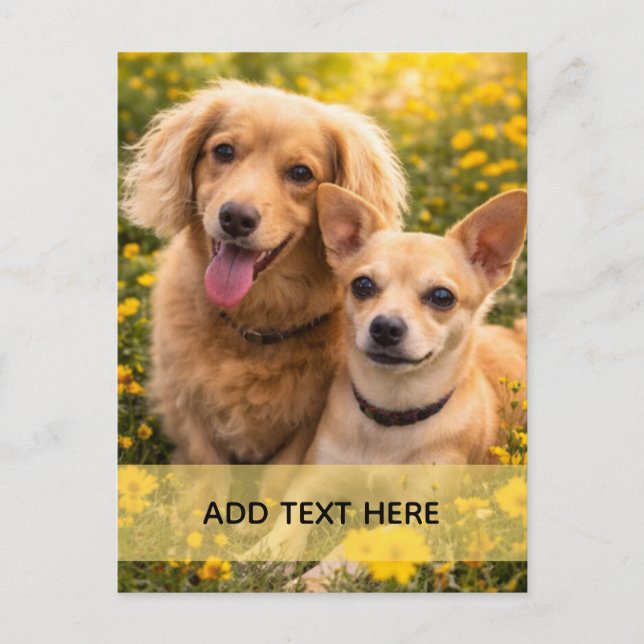 Bästa vänner Dachshund och Chiweenie Vykort (Framsida)