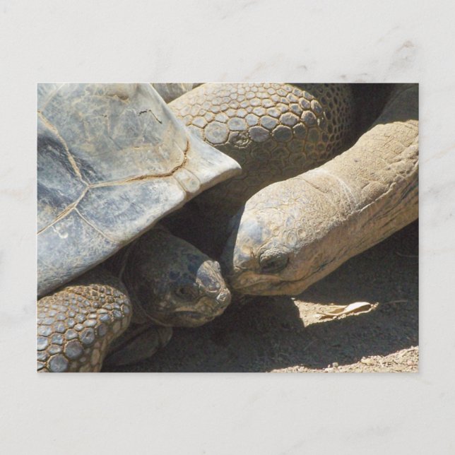 Bästa vänner för alltid vykort (Framsida)