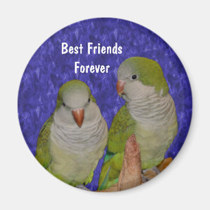Bästa vänner Quaker Parrots Cute Magnet