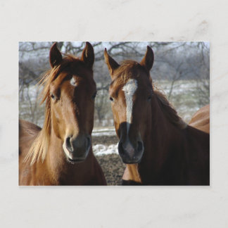 Bästa vänner vykort