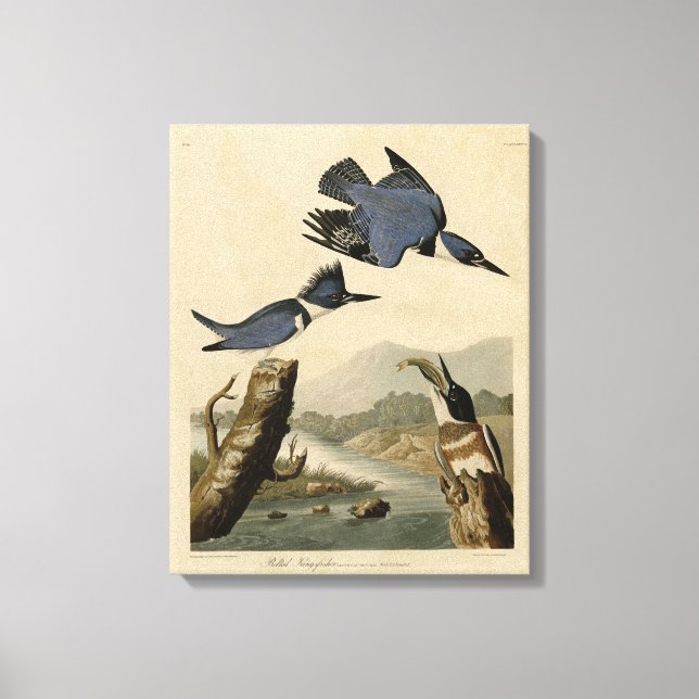 Bastiaan Kingfisher från Audubon's Birds of Americ Canvastryck (Framsida)