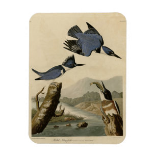Bastiaan Kingfisher från Audubon's Birds of Americ Magnet