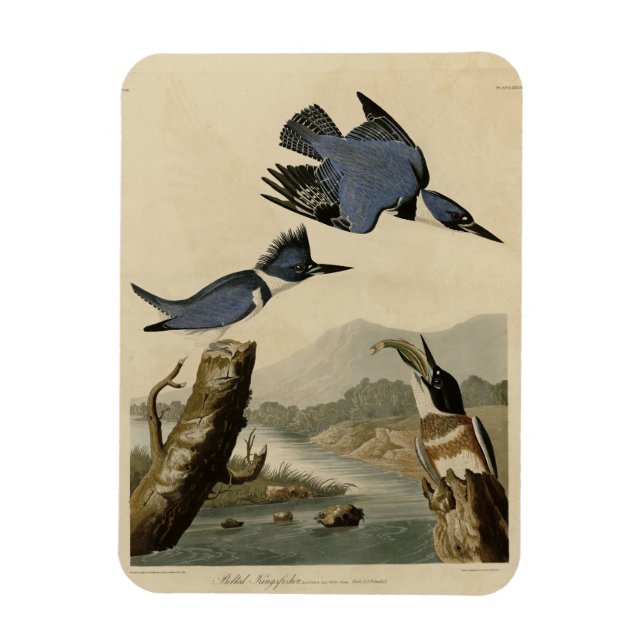 Bastiaan Kingfisher från Audubon's Birds of Americ Magnet (Vertikal)
