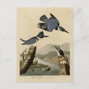 Bastiaan Kingfisher från Audubon's Birds of Americ Vykort