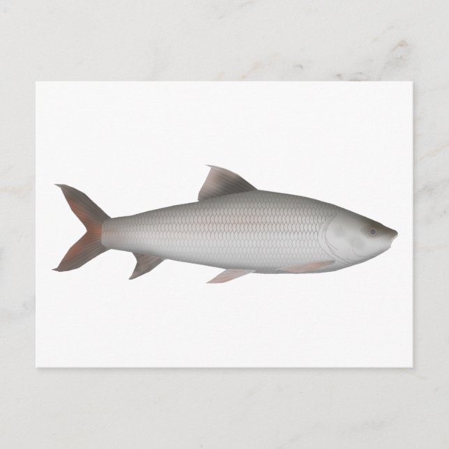 Bata Vykort (Framsida)