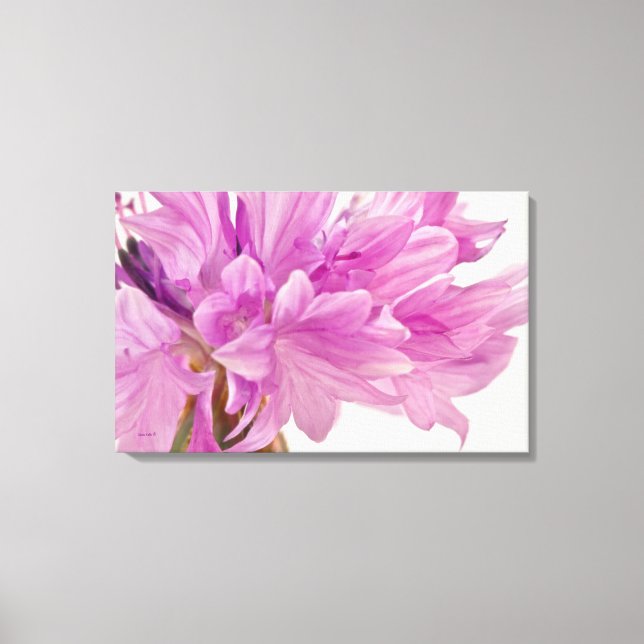 Batchelor-knapp Canvastryck (Framsida)