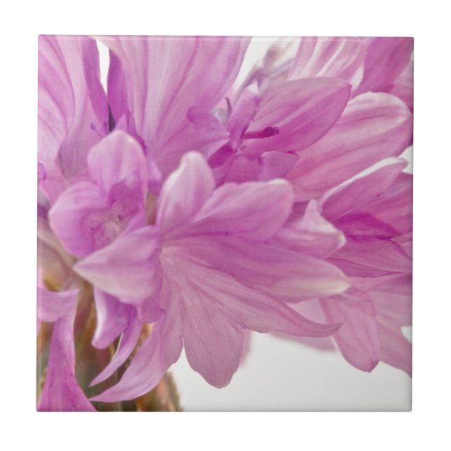 Batchelor-knapp Kakelplatta (Framsidan)