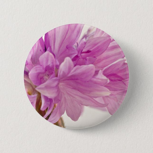 Batchelor-knapp Knapp (Framsida)