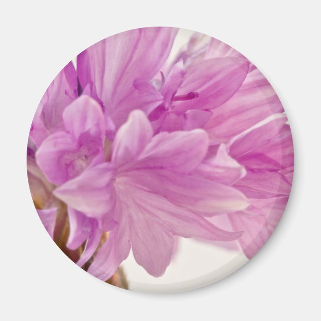 Batchelor-knapp Magnet (Framsidan)