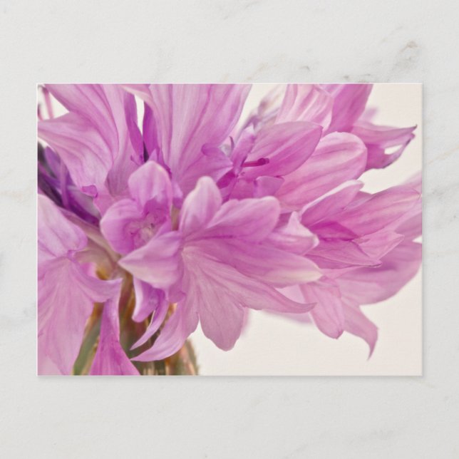 Batchelor-knapp Vykort (Framsida)