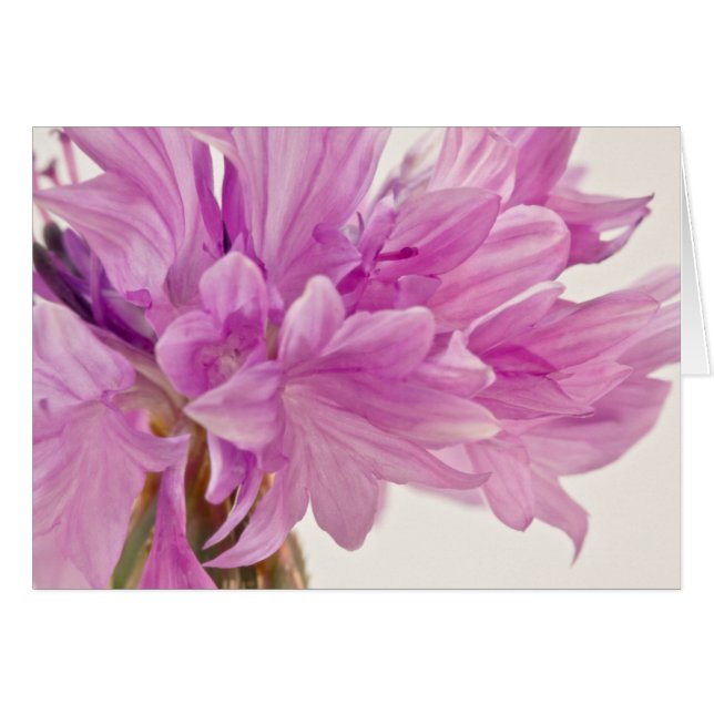 Batchelor-knappkort Hälsningskort (Framsidan Horizontal)