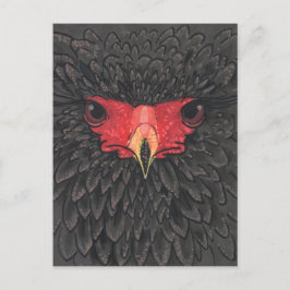 Bateleur Eagle African Bird Porträtt Papper Collag Vykort
