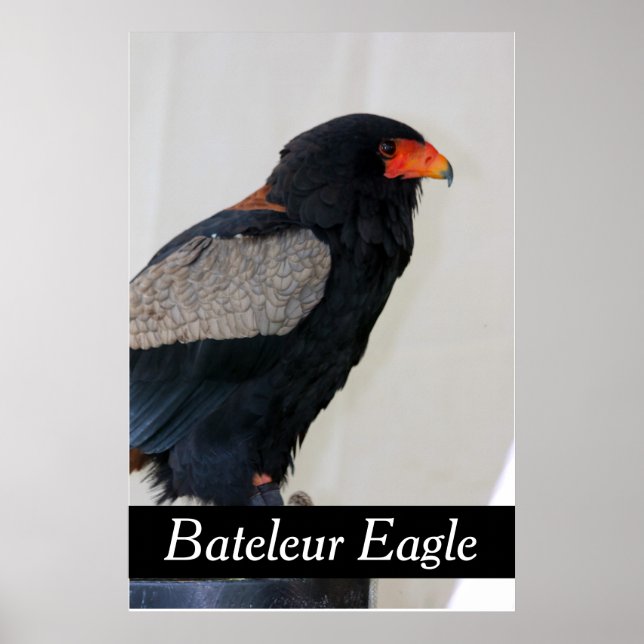 Bateleur Eagle Poster (Framsidan)