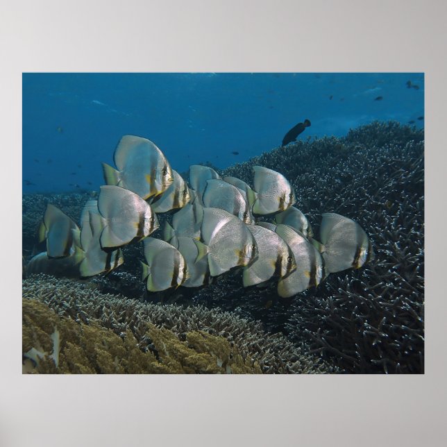Batfish on the Reef Poster (Framsidan)