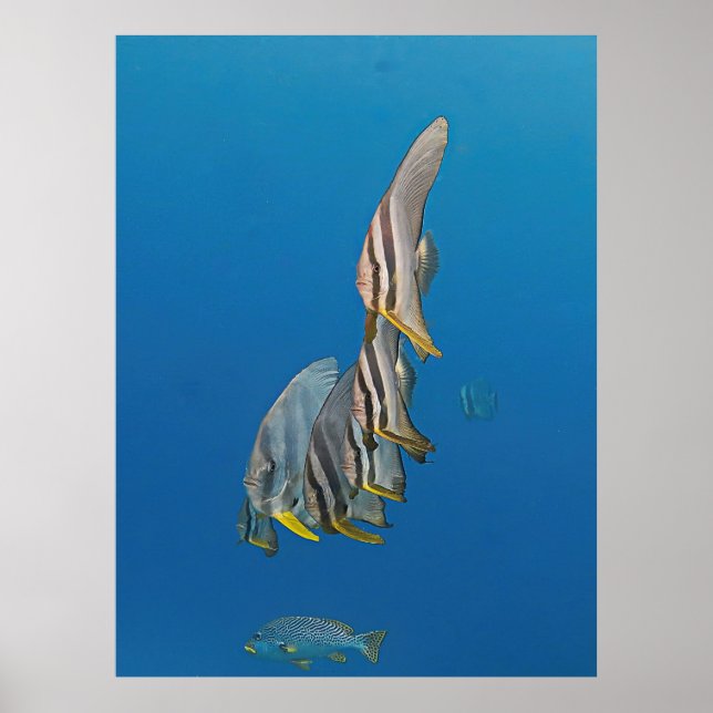 Batfish Parad Poster (Framsidan)