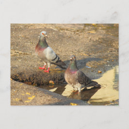 Bath Time för Pigeons Vykort