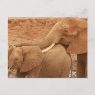 Bathing Baby Elephant vykort