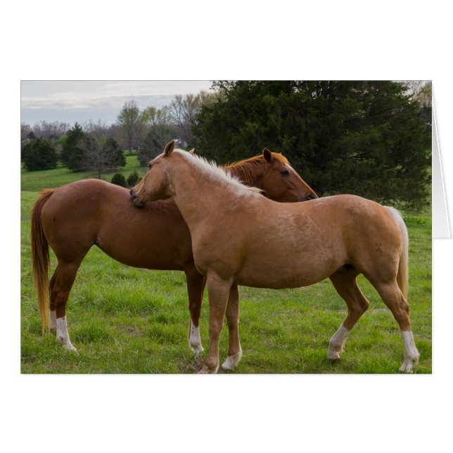 Bathing Beauties OBS Kort (Framsidan Horizontal)