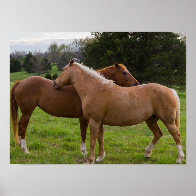 Bathing Beauties Poster (Framsidan)